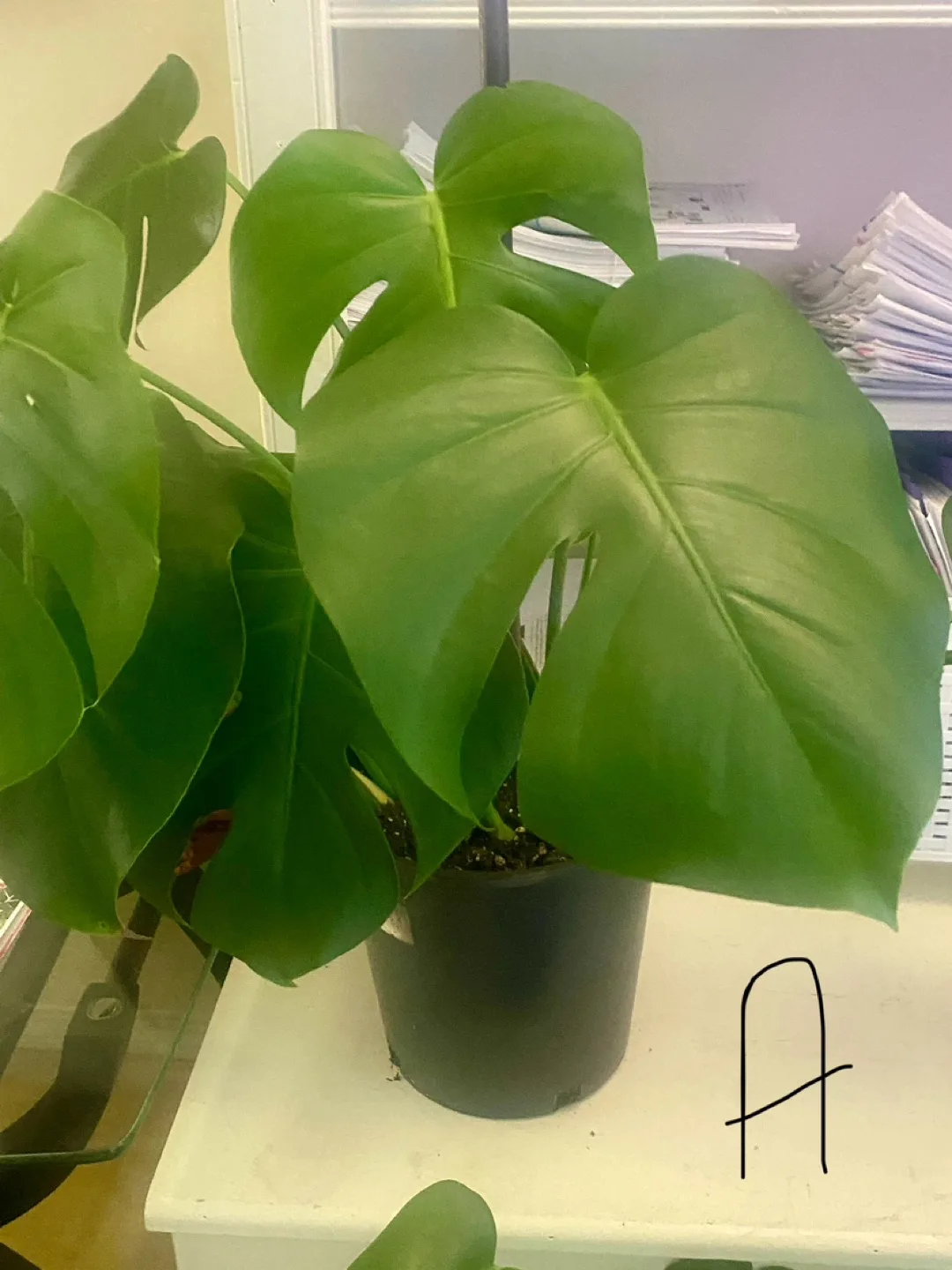 Monstera Deliciosa Plants - Three  Available image indicator(9)