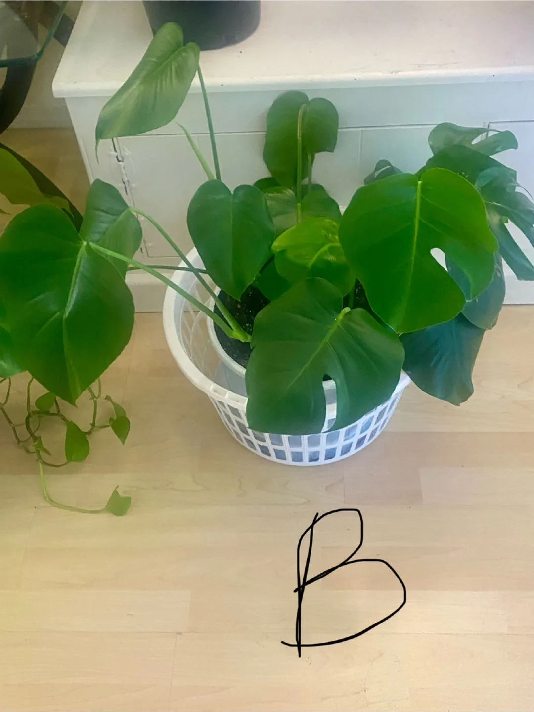 Monstera Deliciosa Plants - Three  Available image indicator(10)