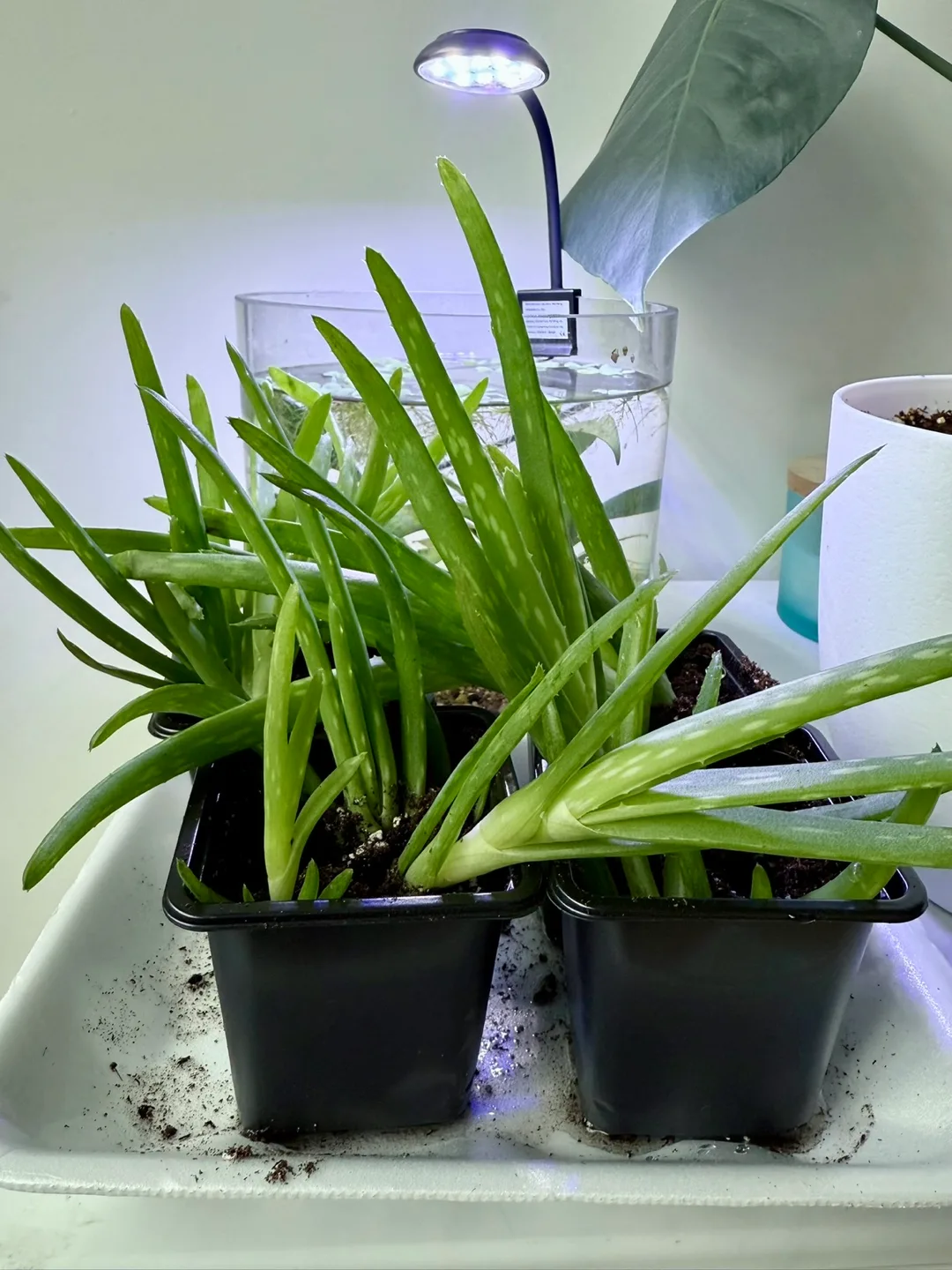 Aloe Vera Plants! Large (2 imported) & small potted (2left) thumbnail
