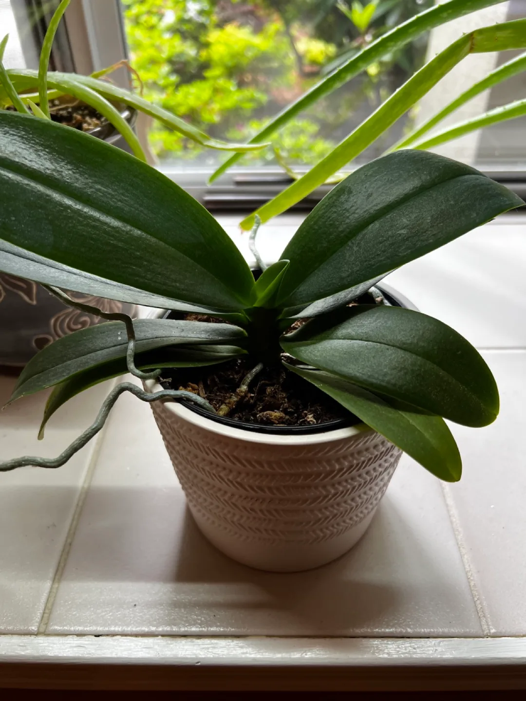 Orchid #freecycle