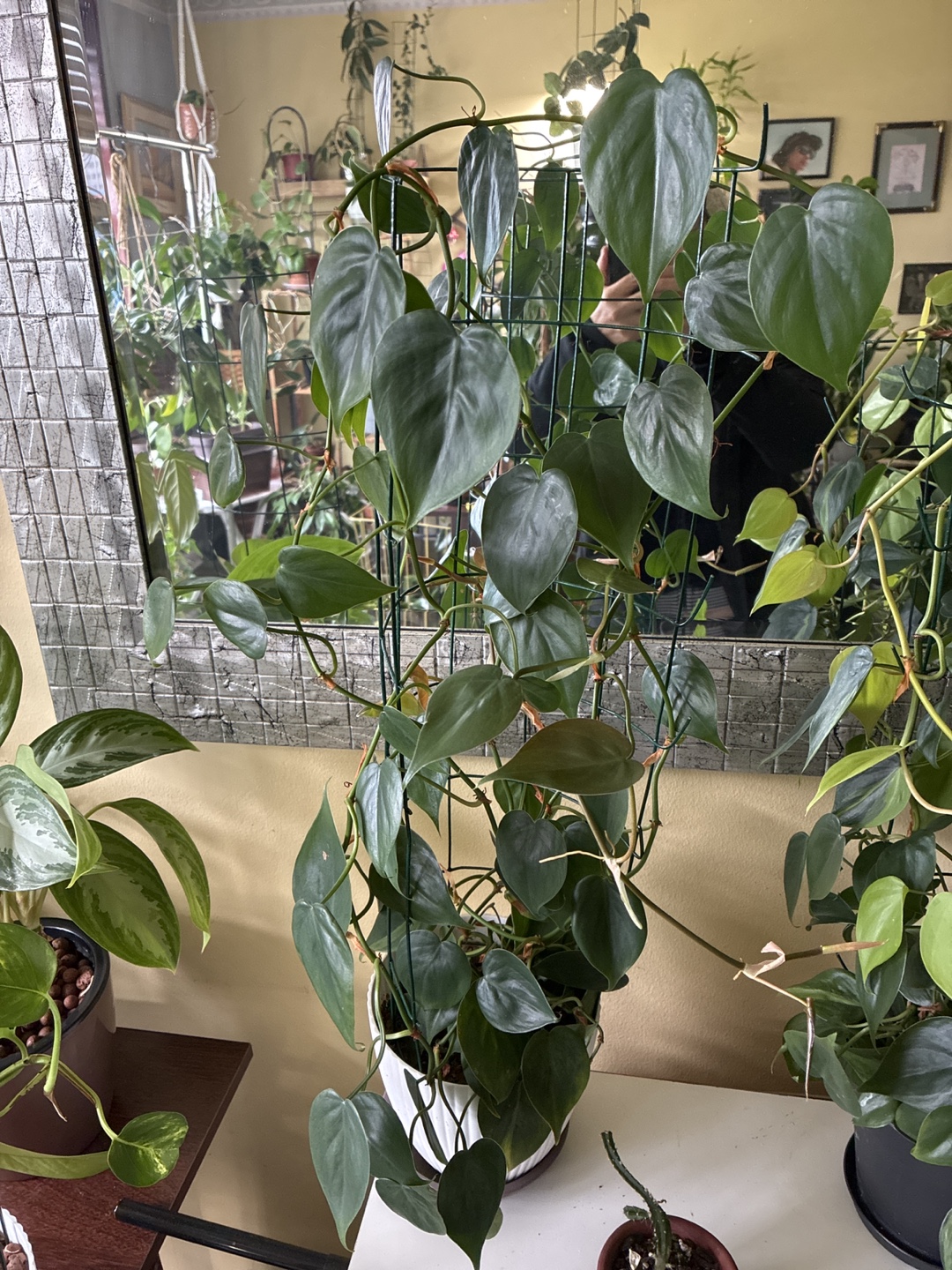 Philodendron Gloriosum
