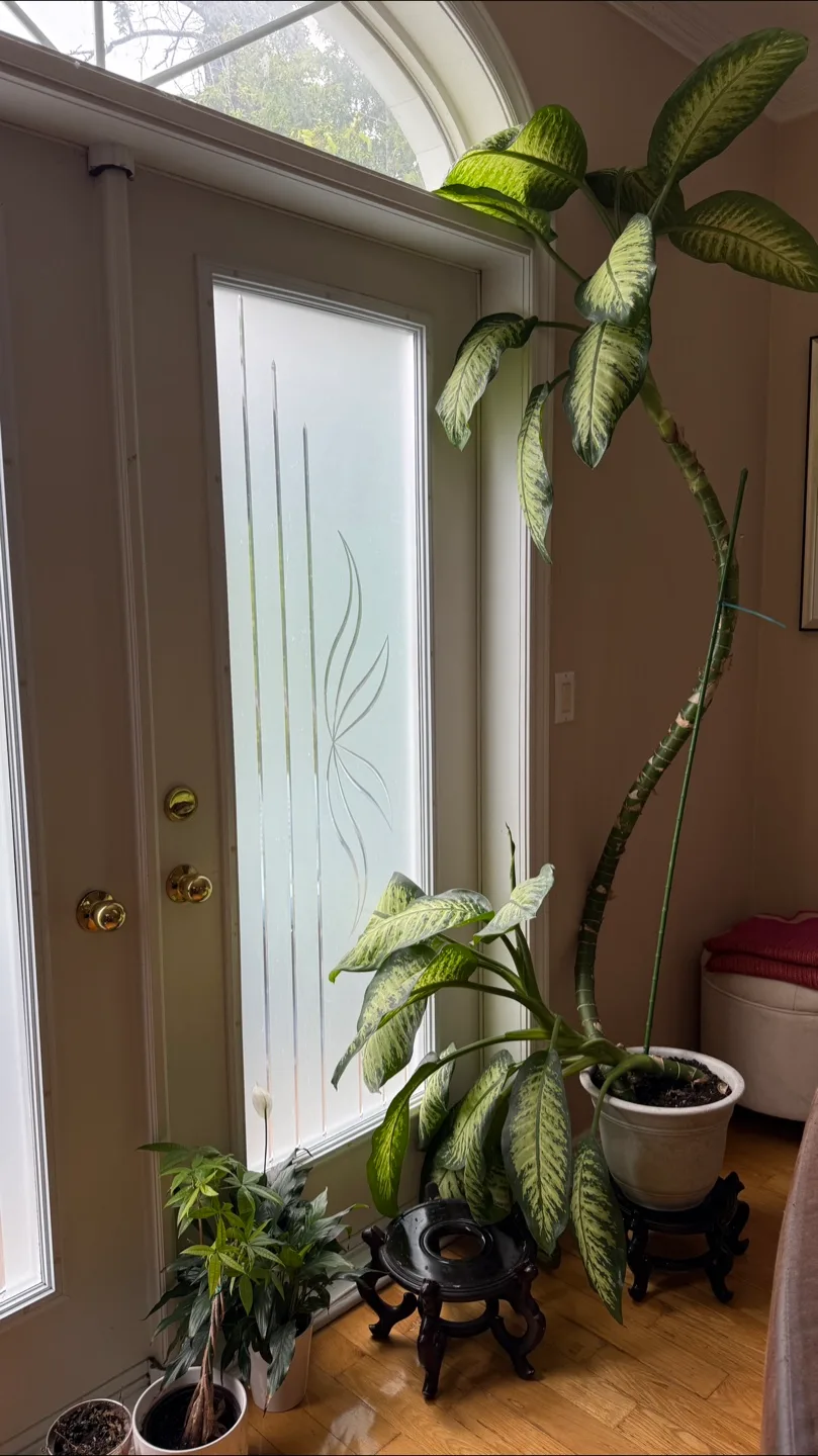Dumbcane House plant + pot for sale   Plant is 8' tall