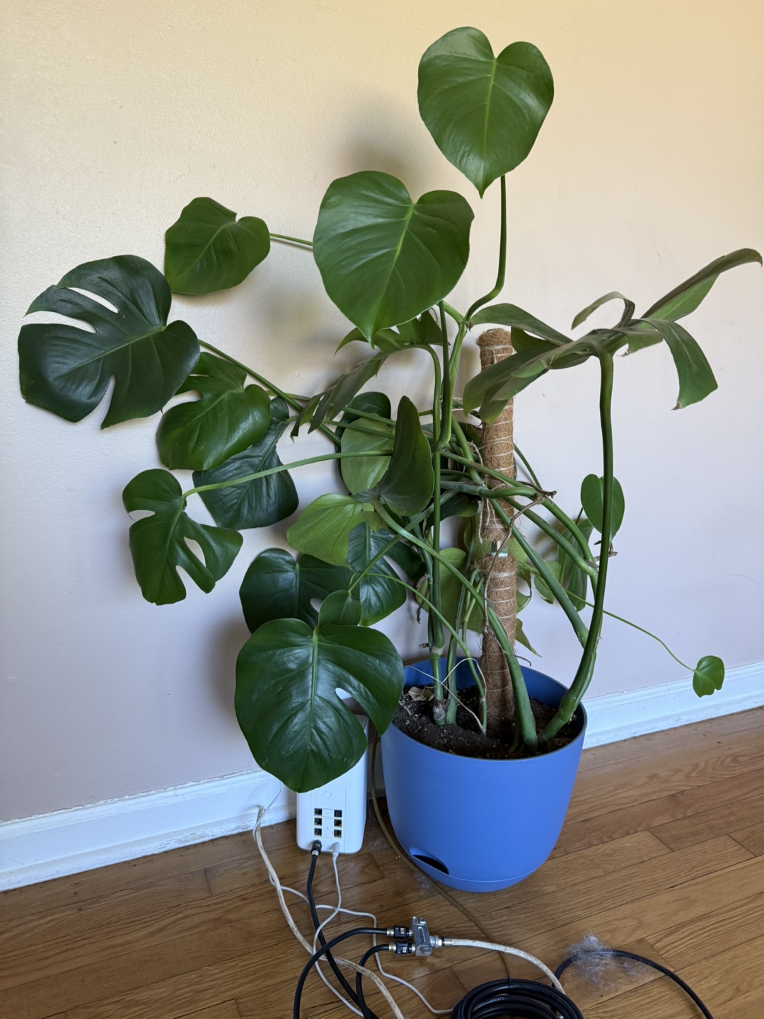 Monstera Deliciosa – Beautiful, Thriving, Ready for a New Home 🌿