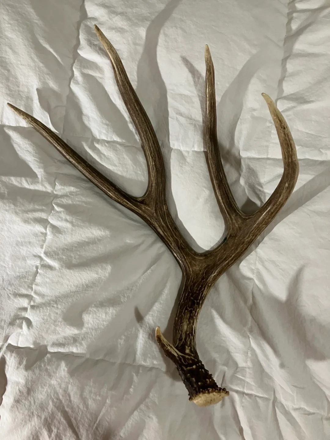 Whitetail Deer Antler thumbnail