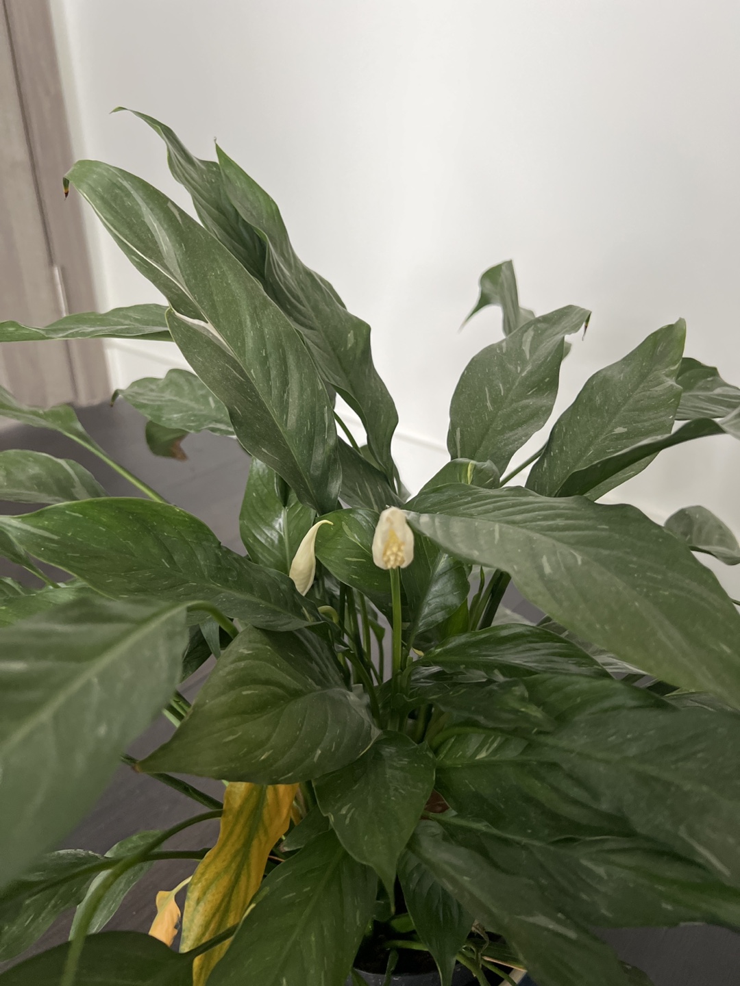 Peace Lily with Plant Pot - photo 3