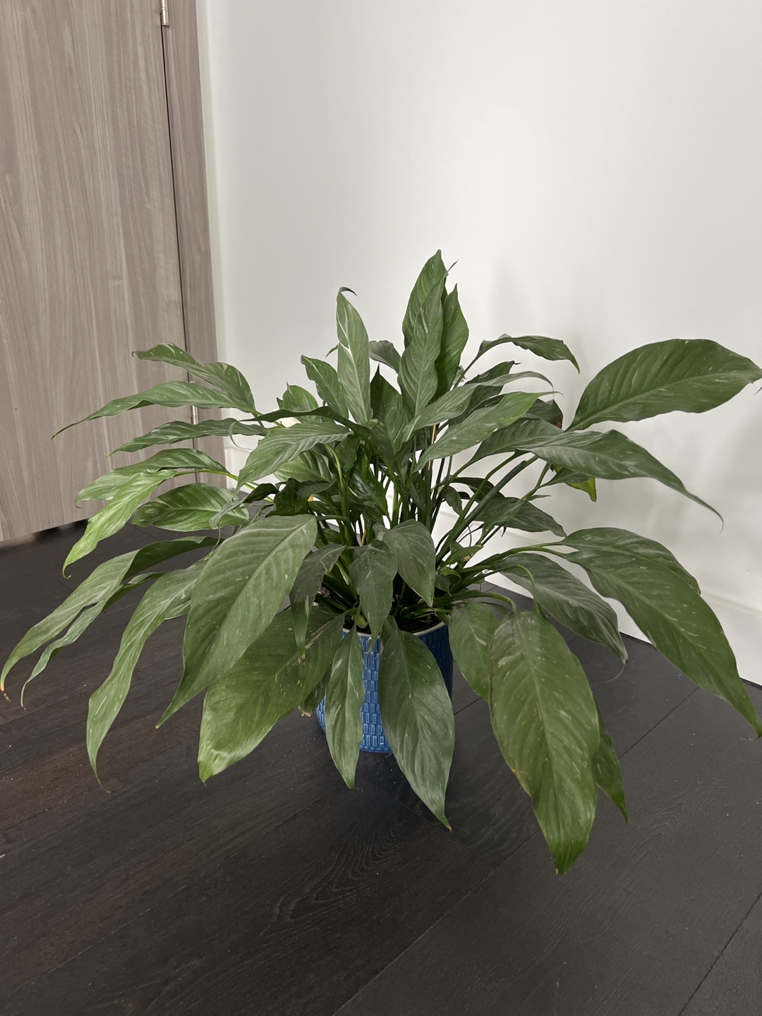 Peace Lily with Plant Pot