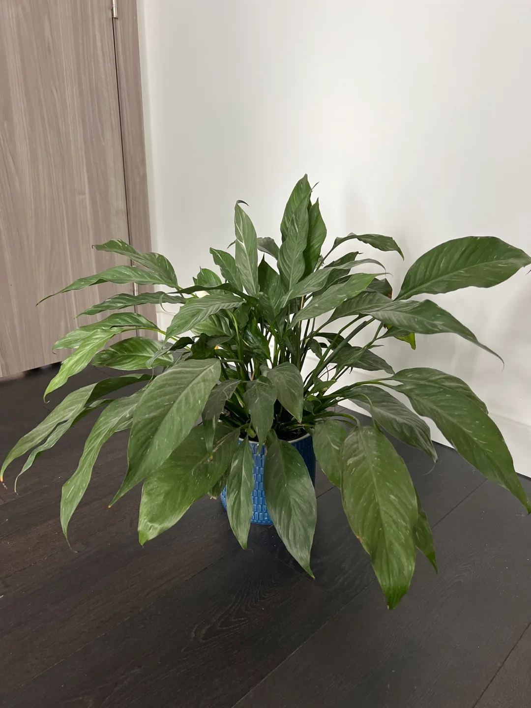 Peace Lily with Plant Pot thumbnail