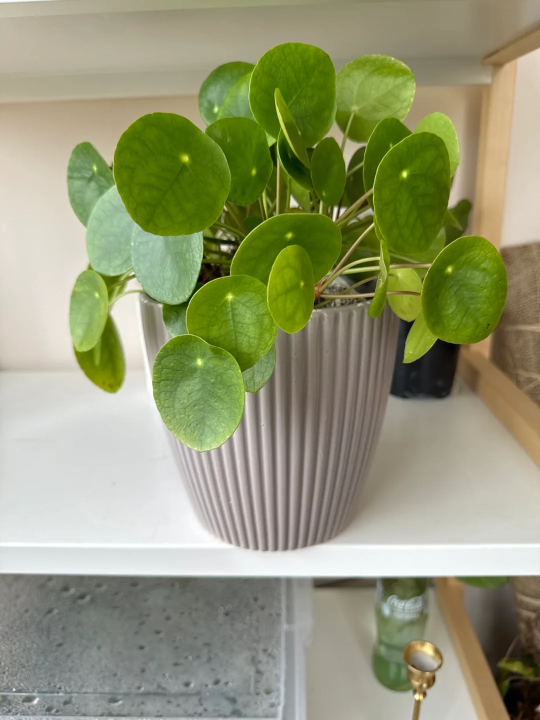 Pilea Peperomioides Plant in Grey Pot with BC QUARTZ thumbnail