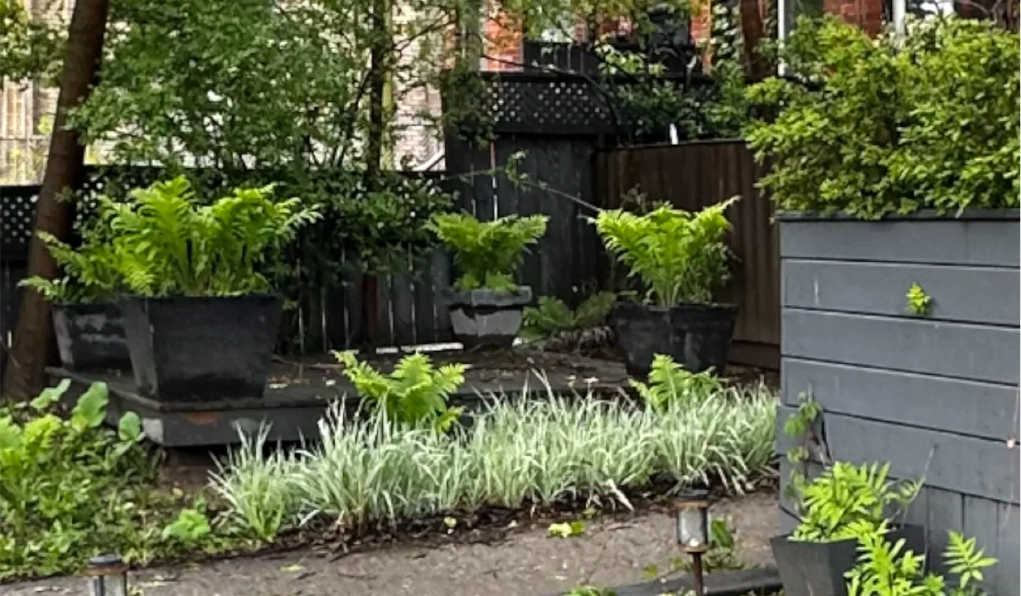 🪴Potted Ostrich Ferns🌿 image indicator(2)