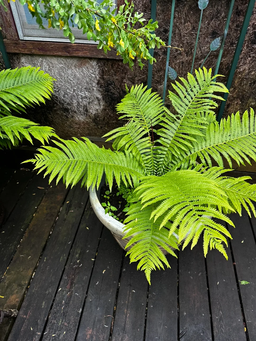 🪴Potted Ostrich Ferns🌿 image indicator(6)