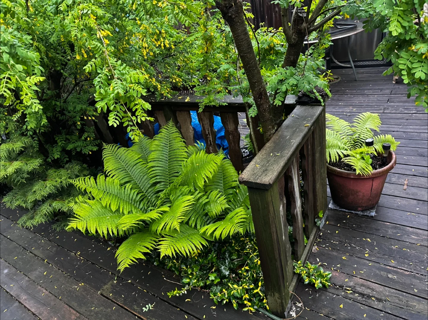 🪴Potted Ostrich Ferns🌿 image indicator(3)