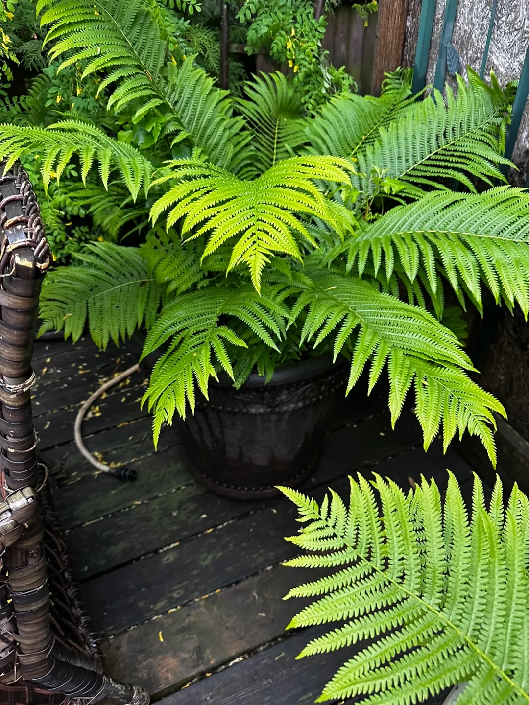 🪴Potted Ostrich Ferns🌿 image indicator(7)