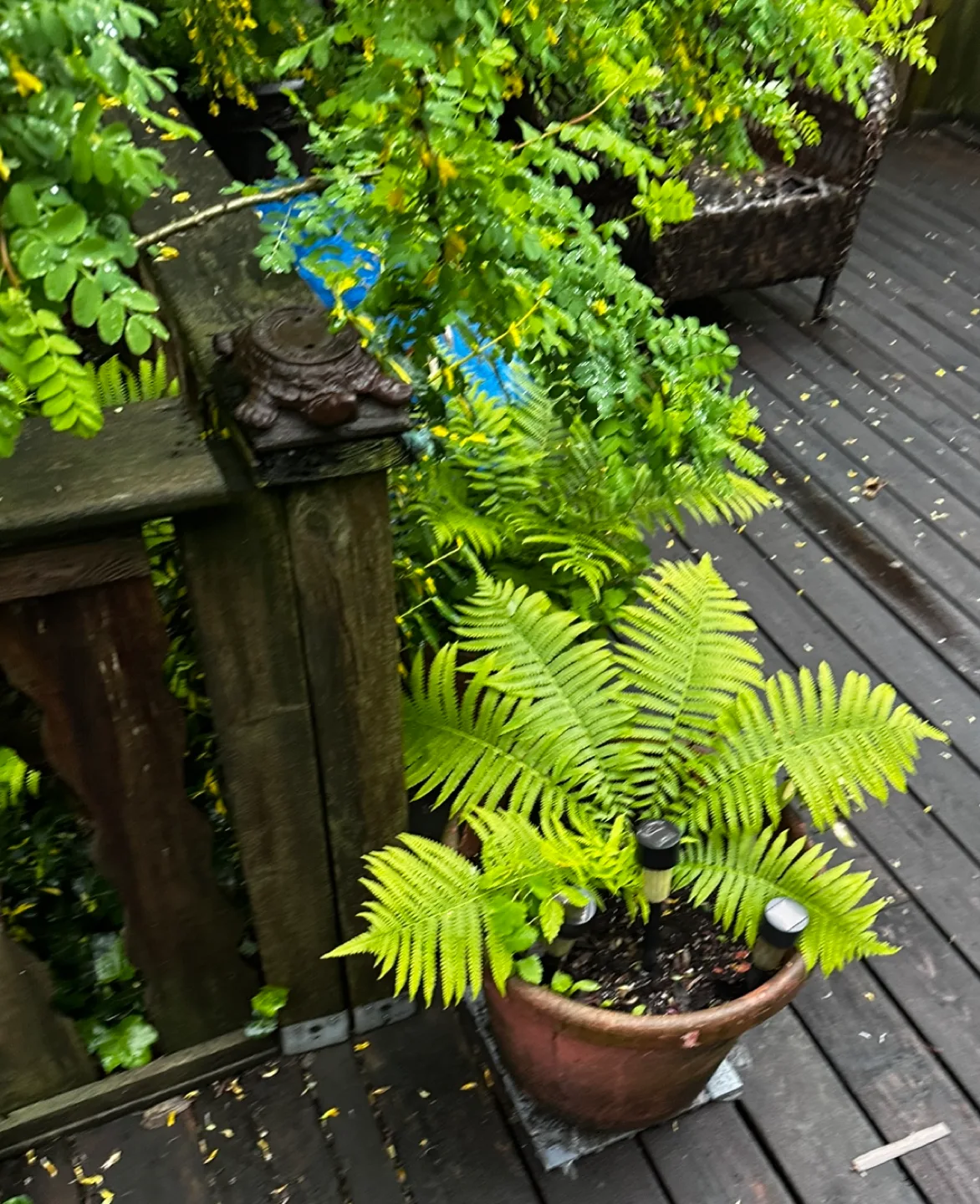 🪴Potted Ostrich Ferns🌿 image indicator(4)