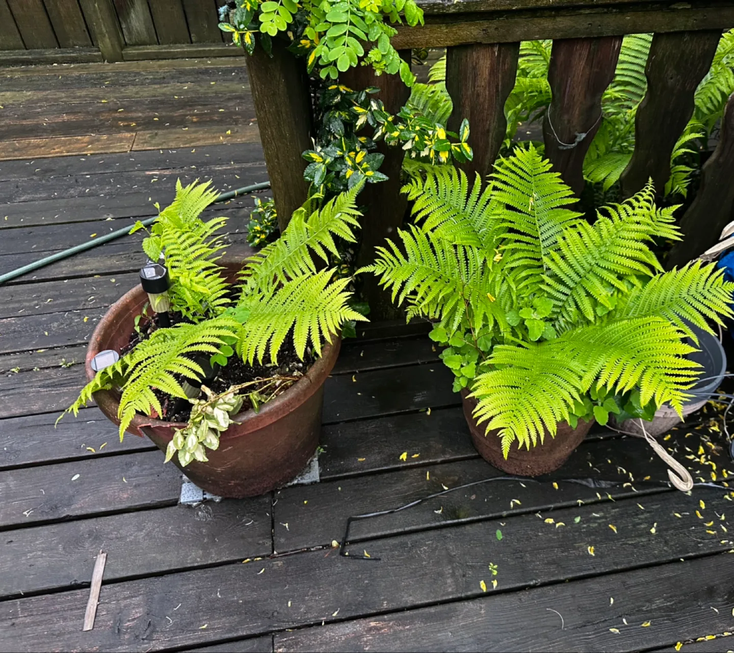 🪴Potted Ostrich Ferns🌿 image indicator(5)