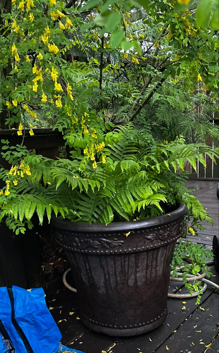 🪴Potted Ostrich Ferns🌿 image indicator(8)