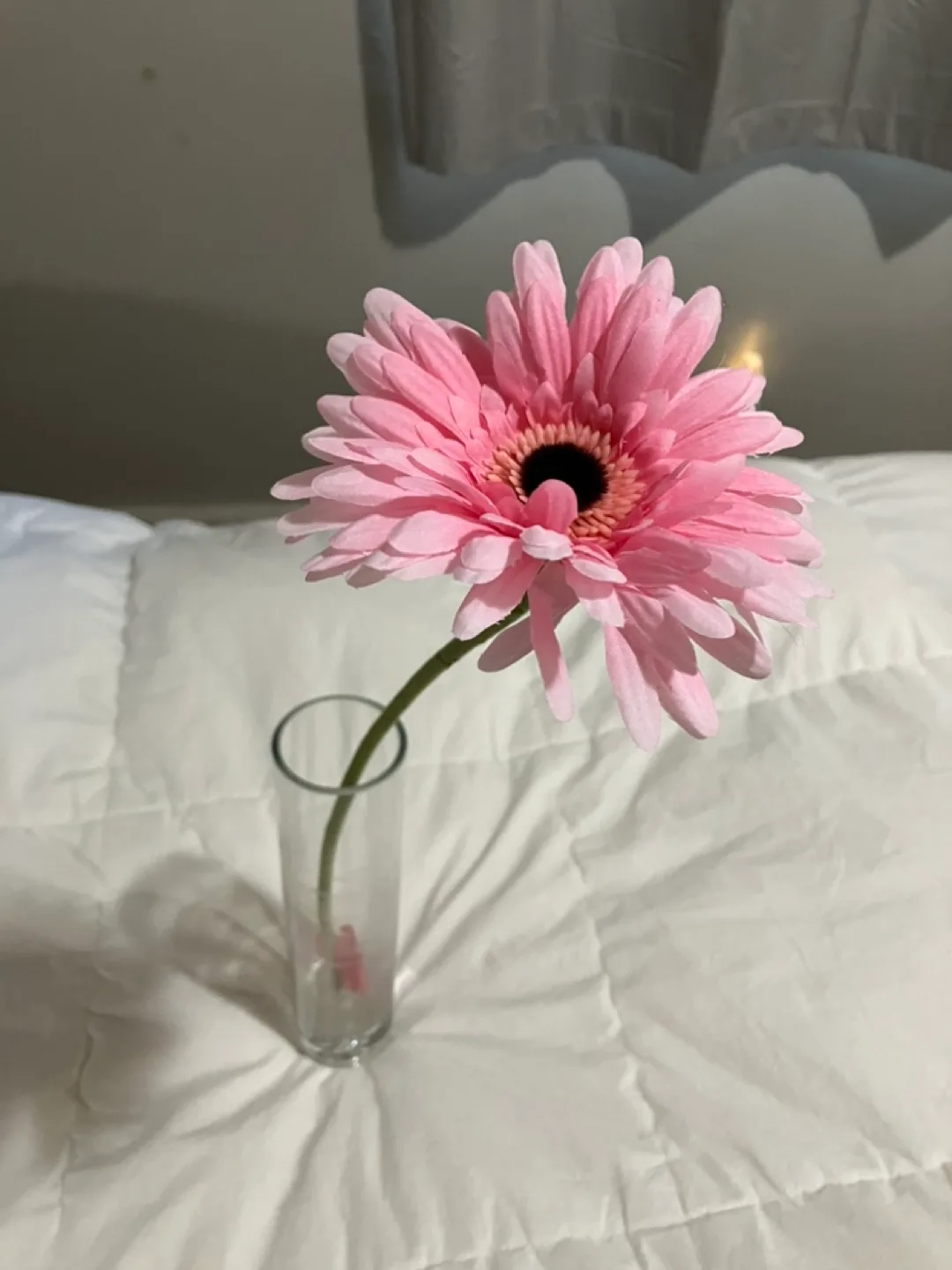 Pink Gerbera Daisy in Glass Vase thumbnail