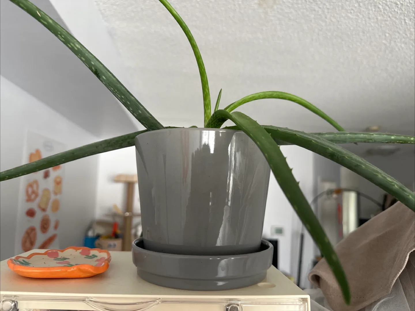 Healthy Aloe Vera Plant in Grey Pot thumbnail