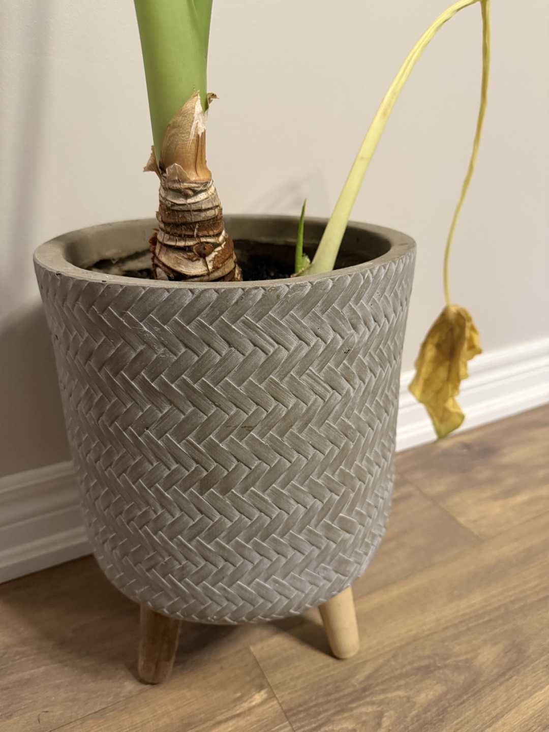 Assortment of Houseplants - photo 5