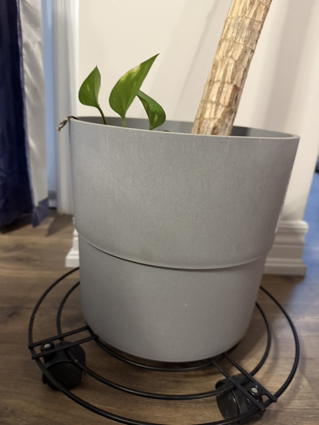 Assortment of Houseplants - photo 4