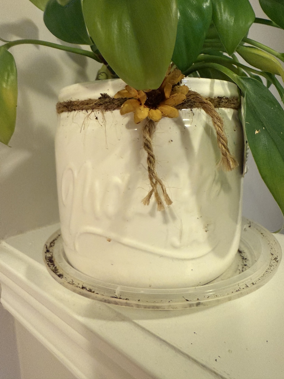 Assortment of Houseplants - photo 2