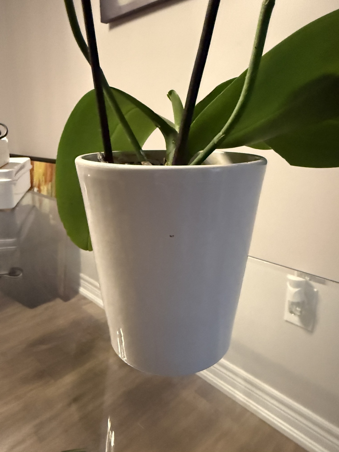 Assortment of Houseplants - photo 3