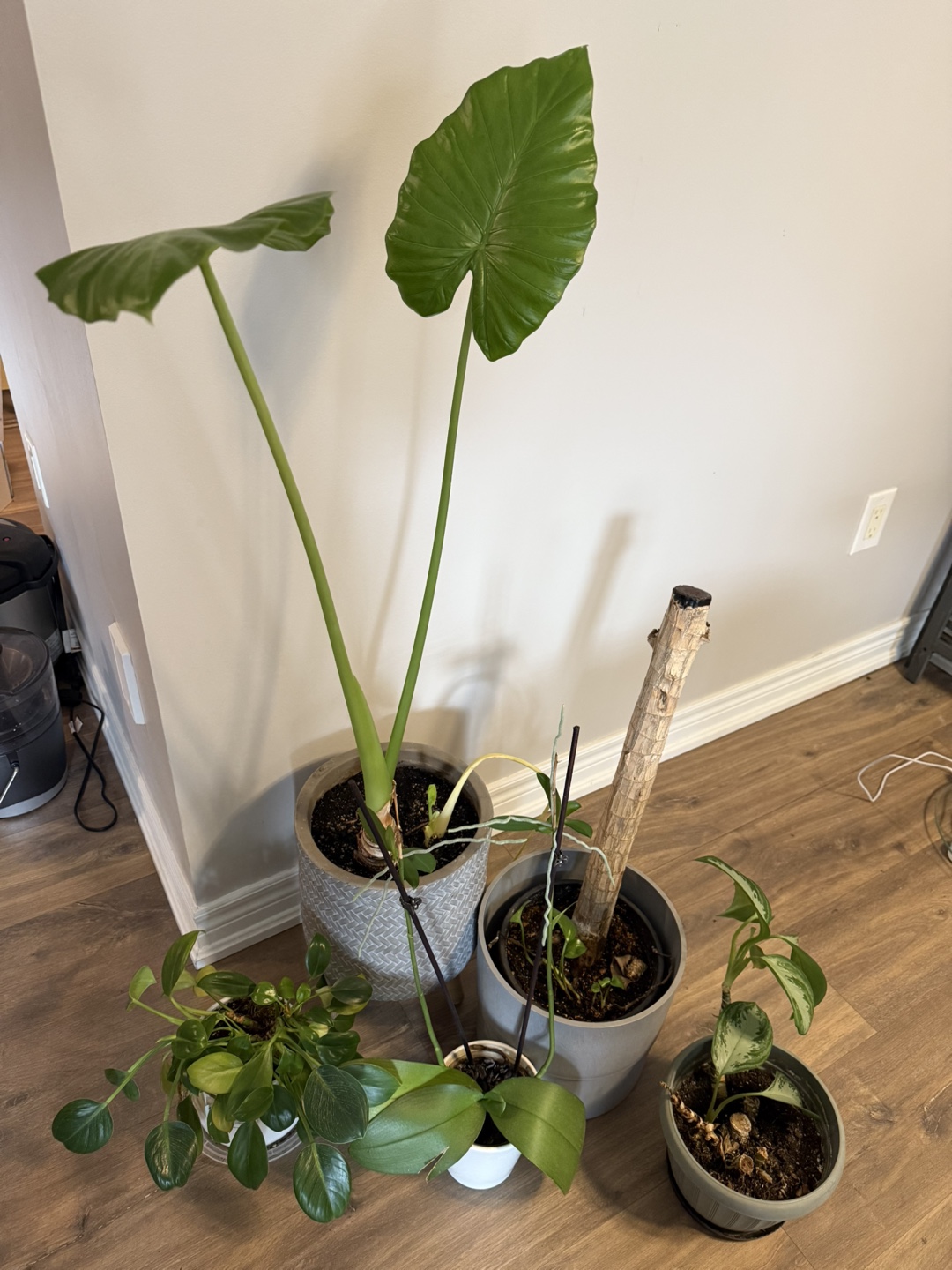 Assortment of Houseplants