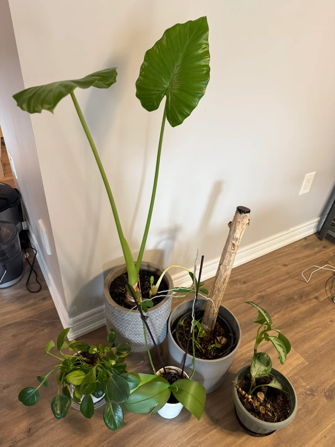 Assortment of Houseplants thumbnail