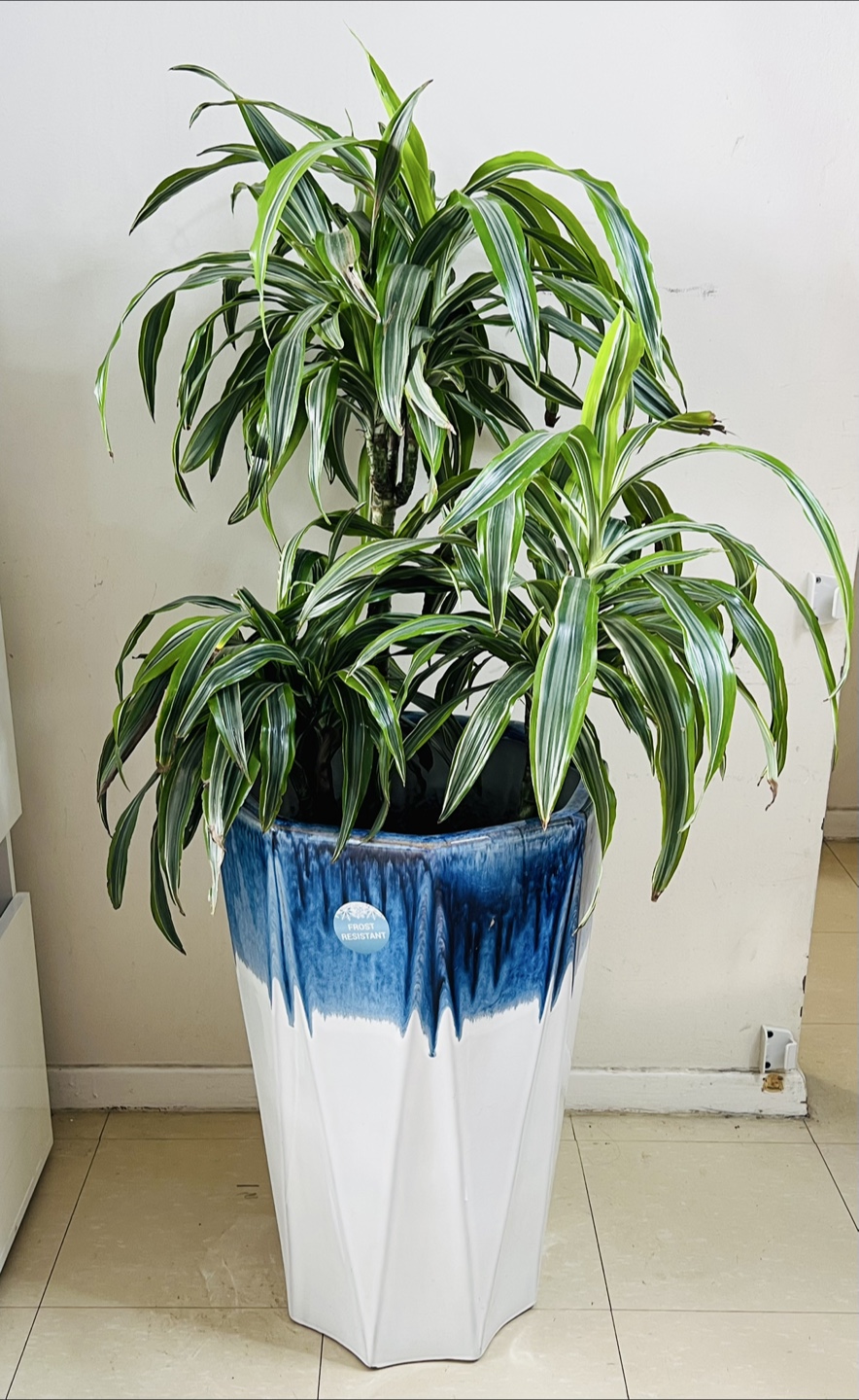 Large Dracaena Lemon Lime Cane in Unique Ceramic Pot