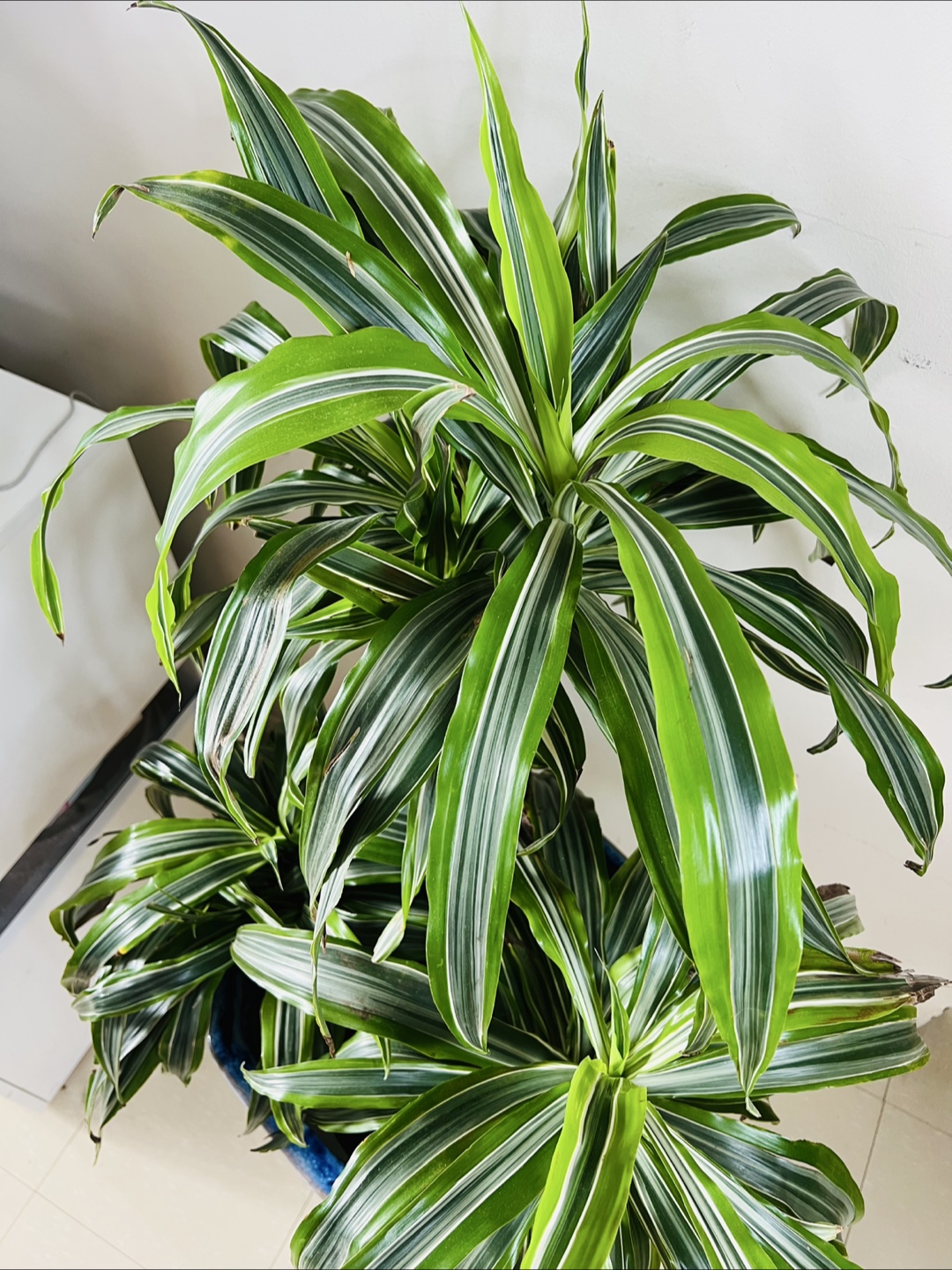 Large Dracaena Lemon Lime Cane in Unique Ceramic Pot - photo 2