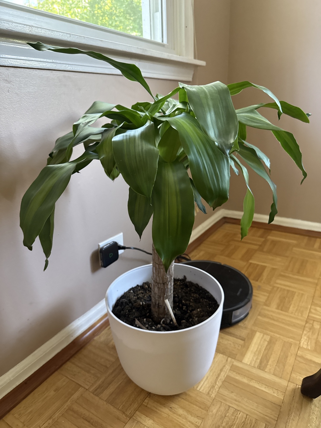 Dracaena (Corn Plant) 🌿