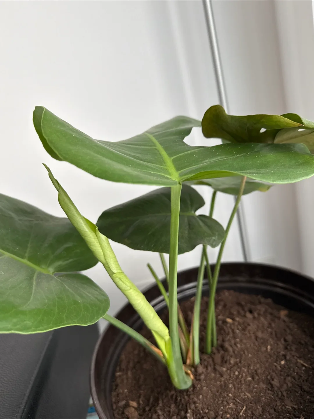 Monstera deliciosa plant thumbnail
