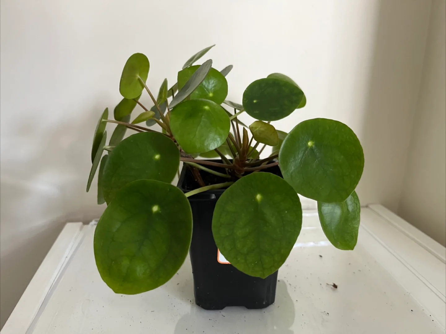 Healthy Pilea Peperomioides Plant image indicator(2)