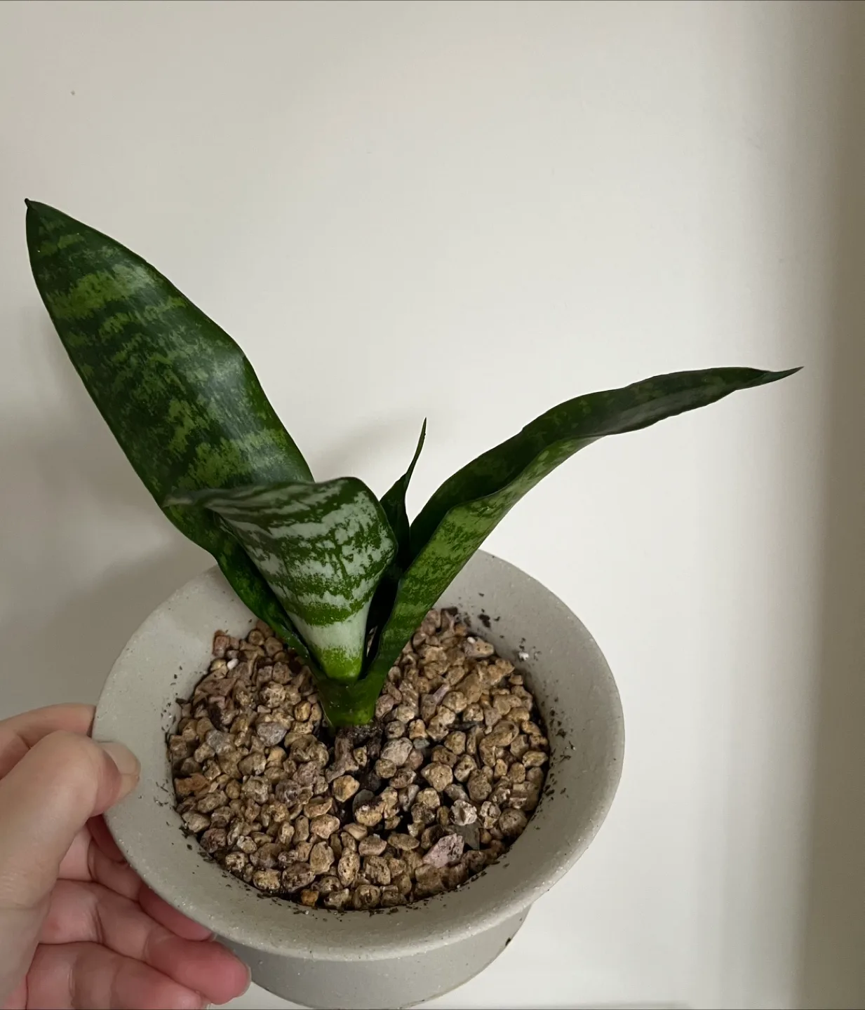 Snake Plant in a stylish white pot image indicator(2)