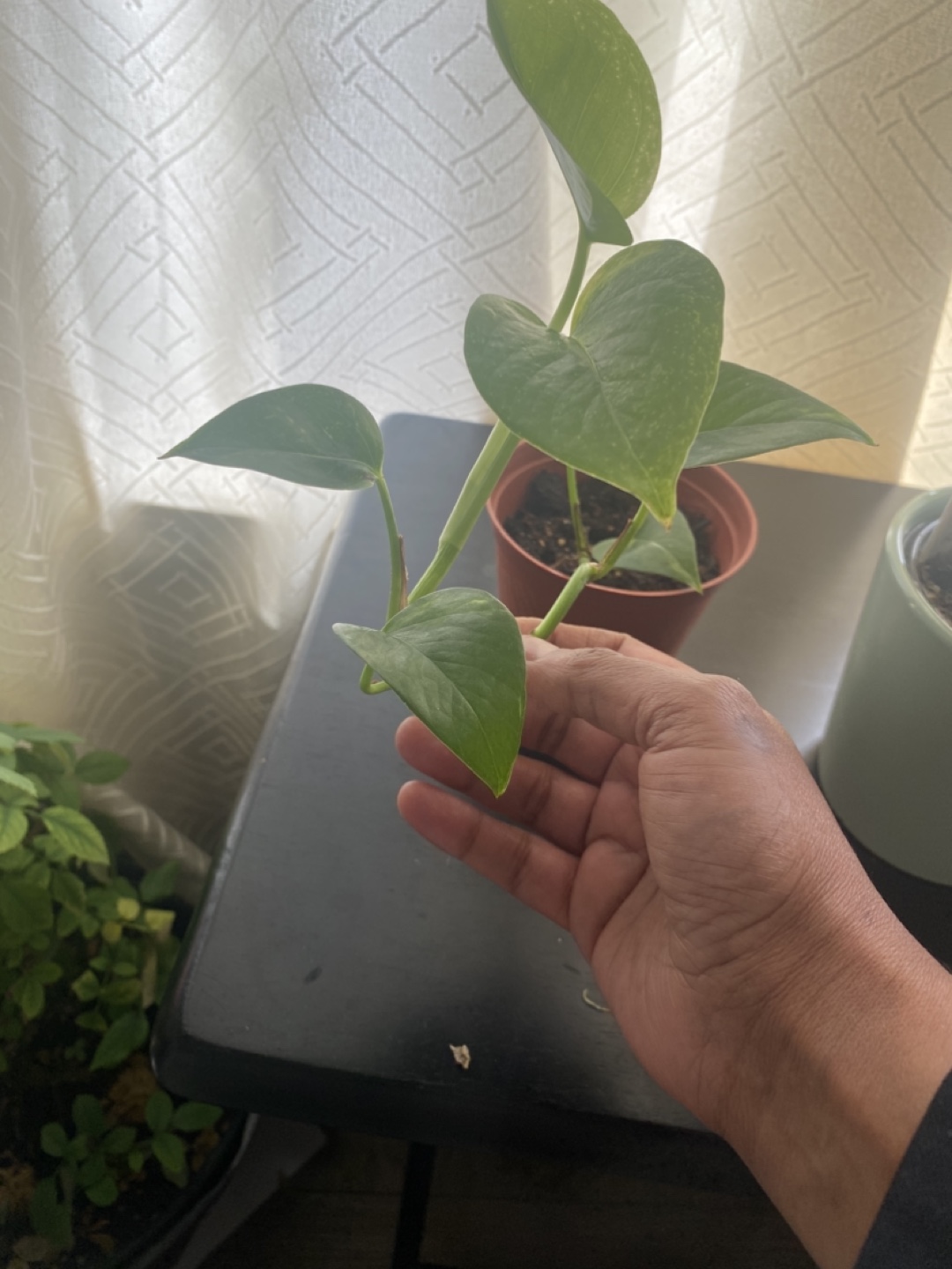 Healthy Philodendron Heartleaf Plant - photo 4