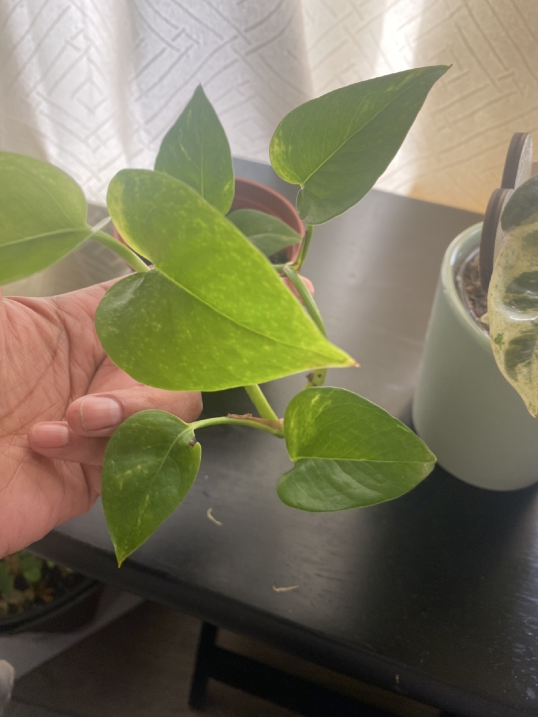 Healthy Philodendron Heartleaf Plant - photo 2