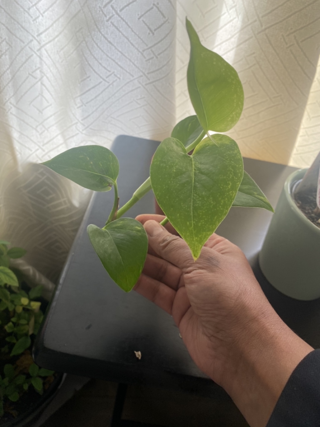 Healthy Philodendron Heartleaf Plant - photo 3