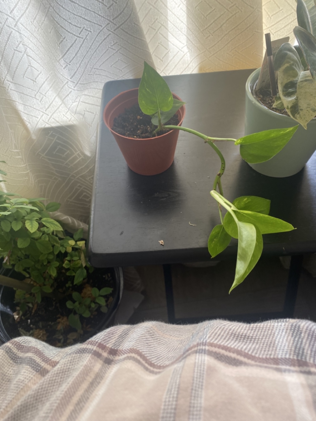 Healthy Philodendron Heartleaf Plant