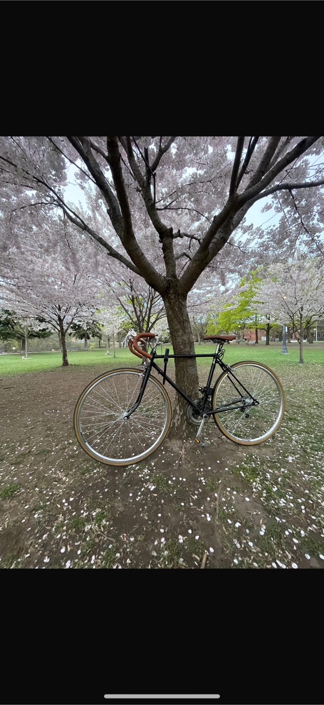 Raleigh VINTAGE BIKE