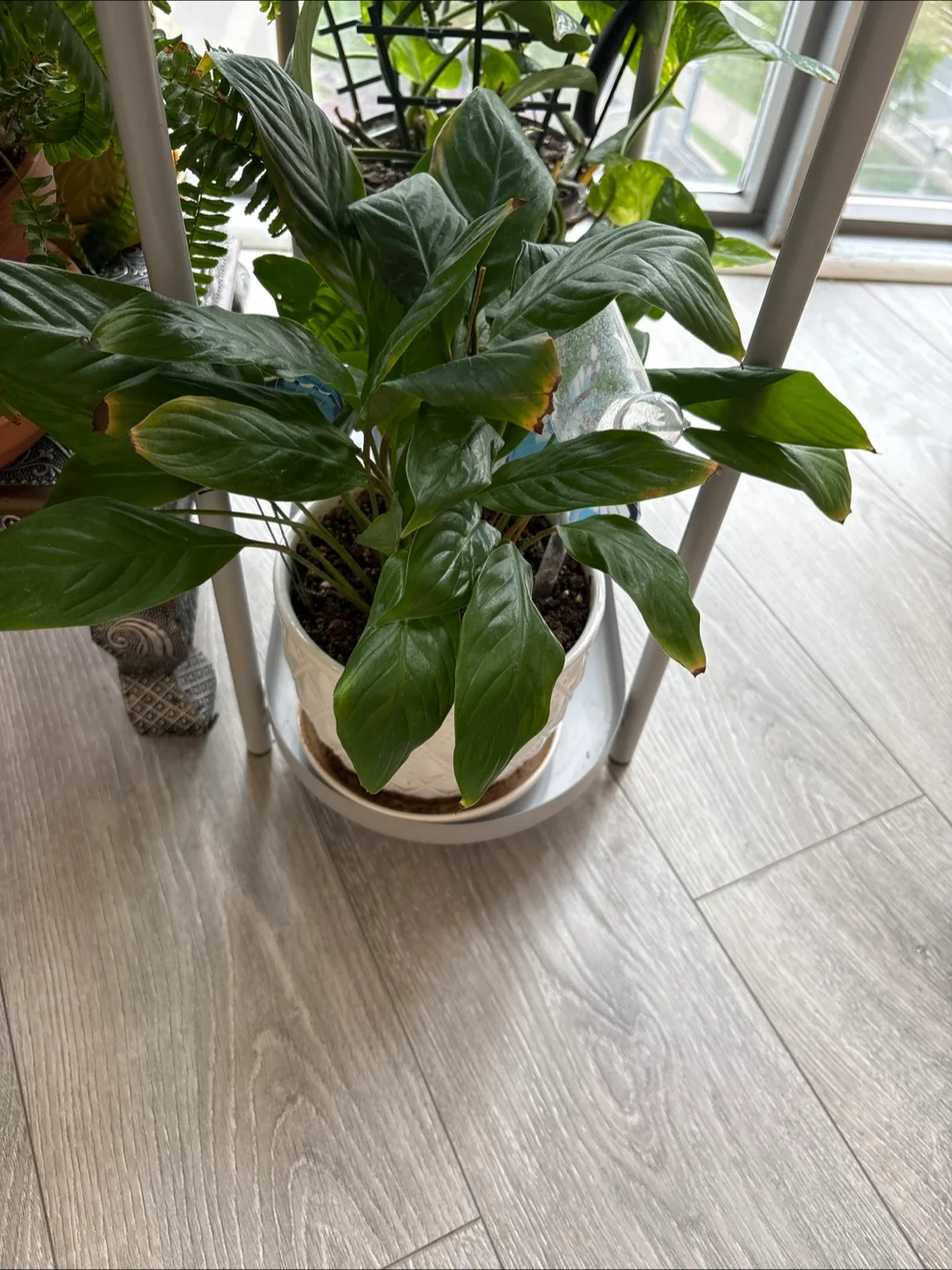 Peace Lily Plant in White Pot thumbnail