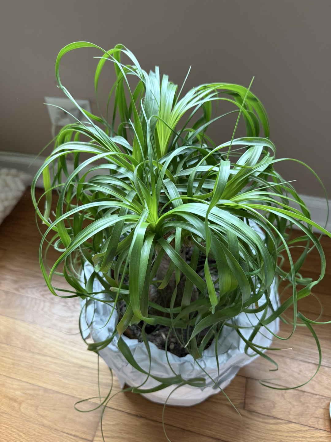 Ponytail Palm - Looking for a New Home 🌱 - photo 2