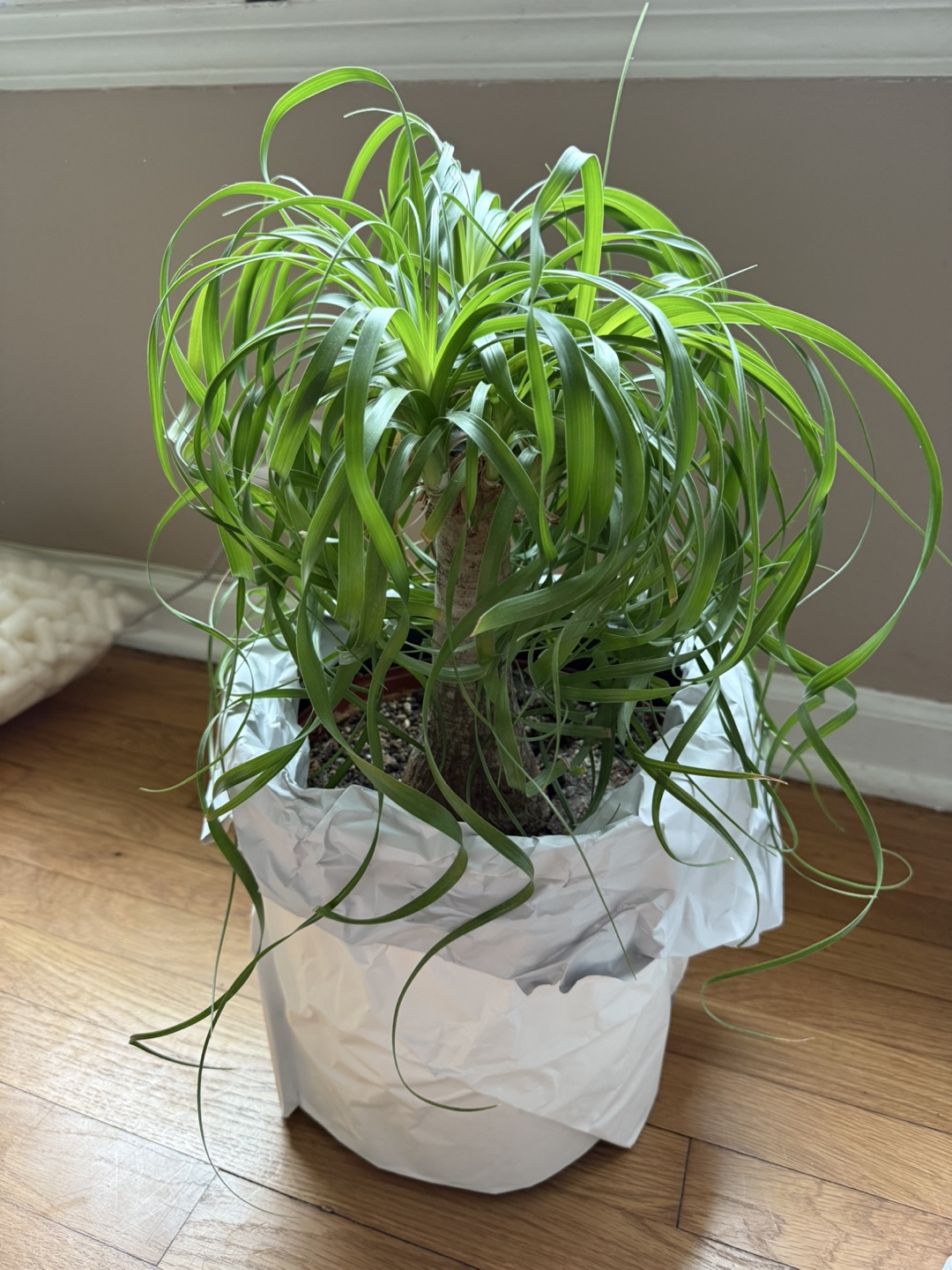 Ponytail Palm - Looking for a New Home 🌱