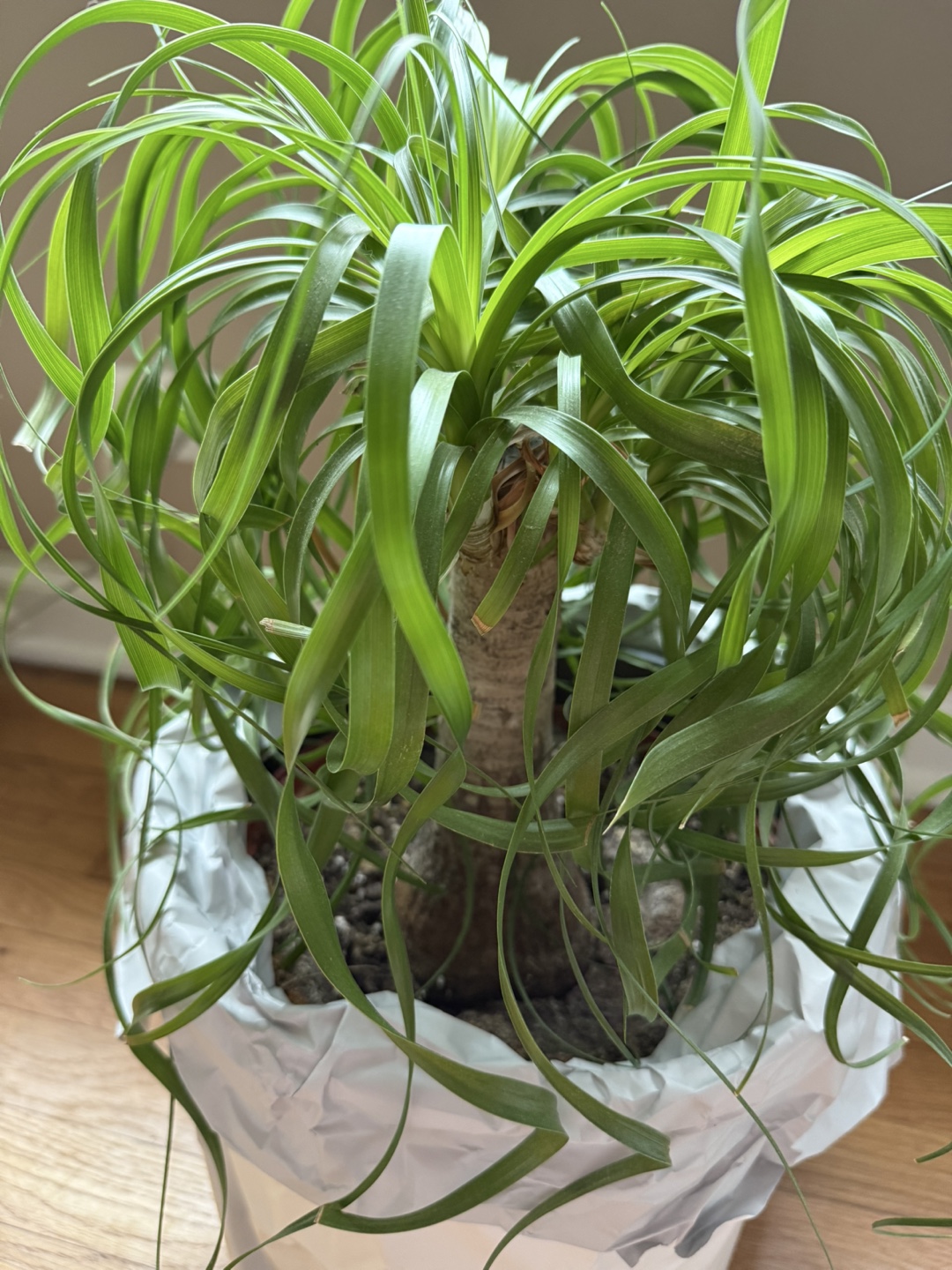 Ponytail Palm - Looking for a New Home 🌱 - photo 3