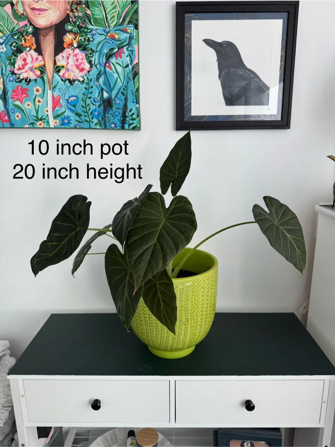 Large Alocasia plant in lime green pot thumbnail