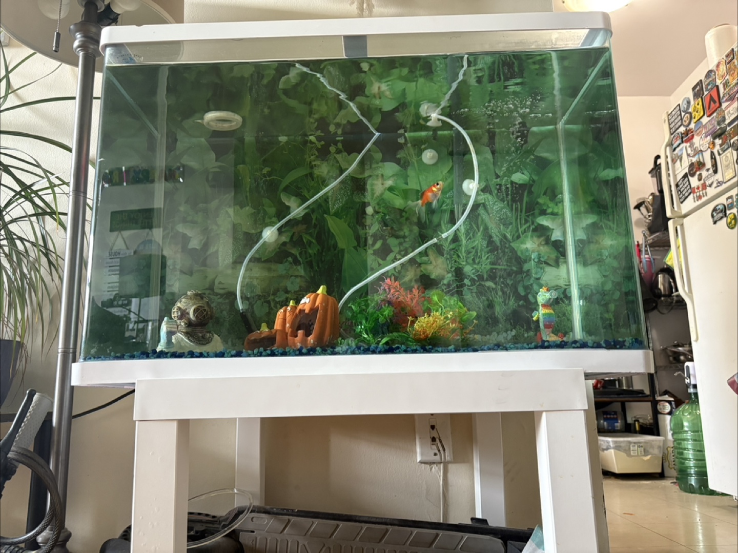 Aquarium