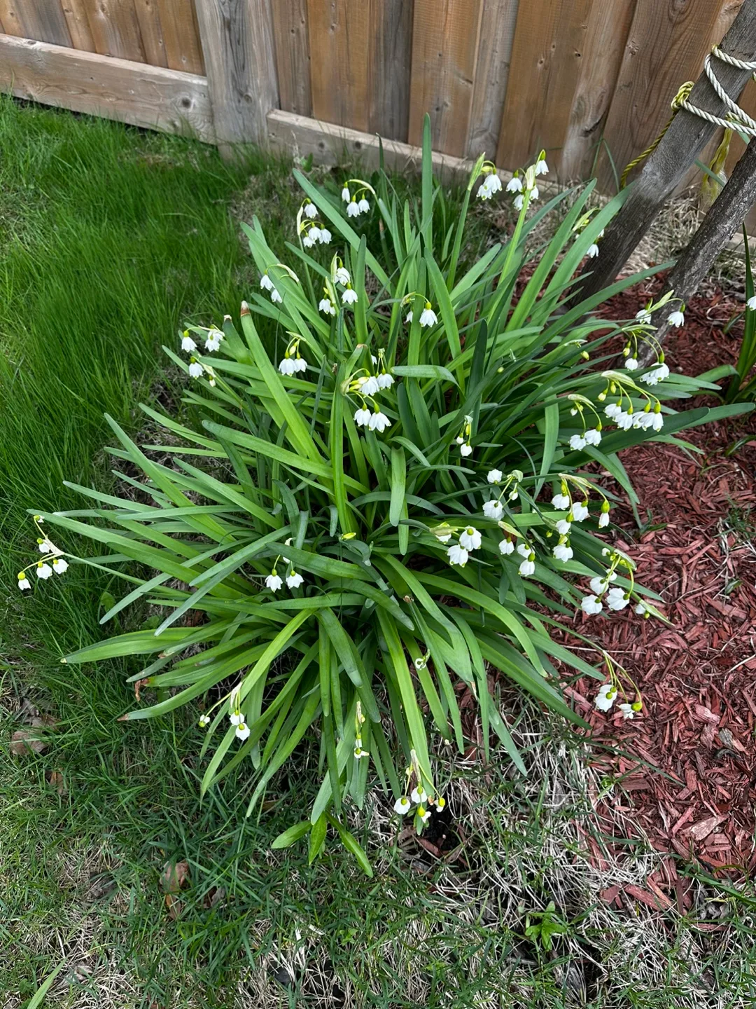 #freecycle Lily of the Valley Perennials thumbnail