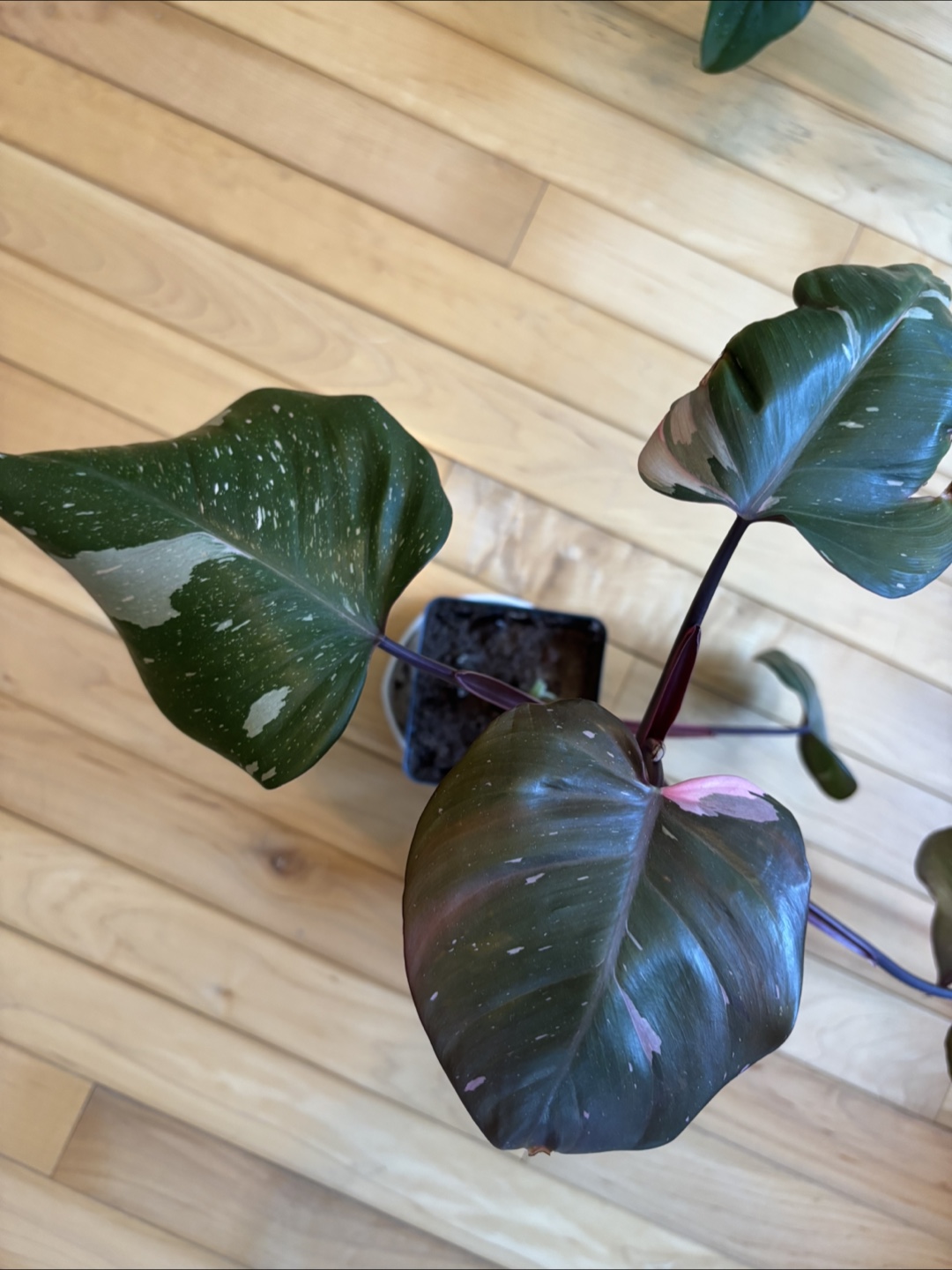 Spring Plant Purge! 🌱 - photo 2