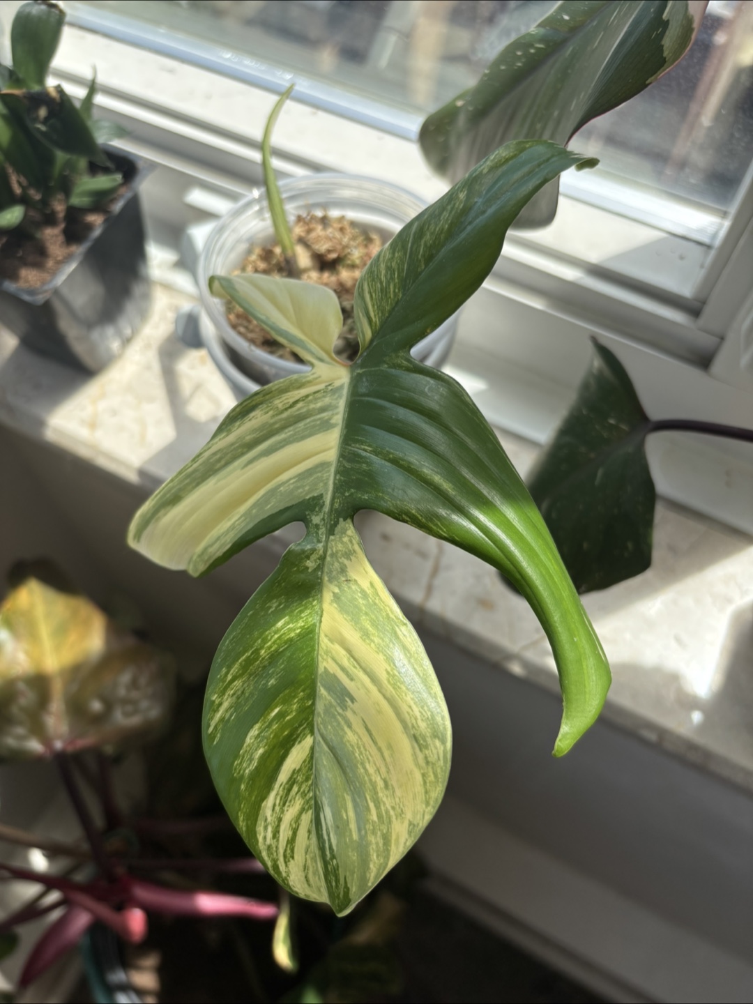 Spring Plant Purge! 🌱