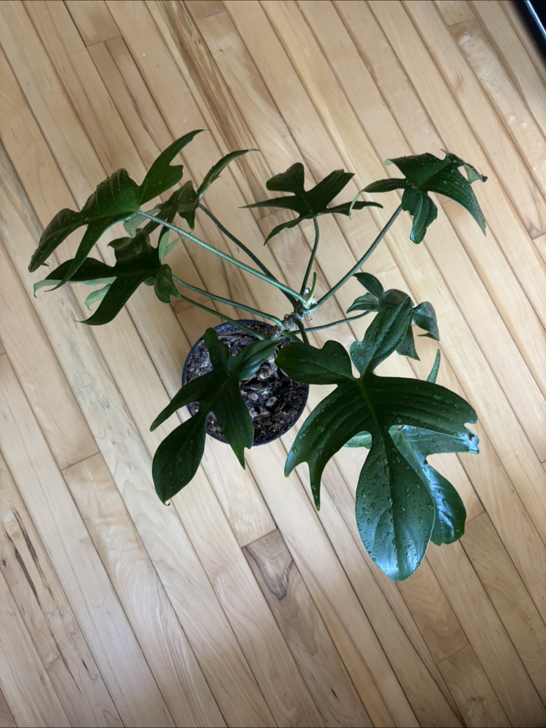 Spring Plant Purge! 🌱 - photo 3