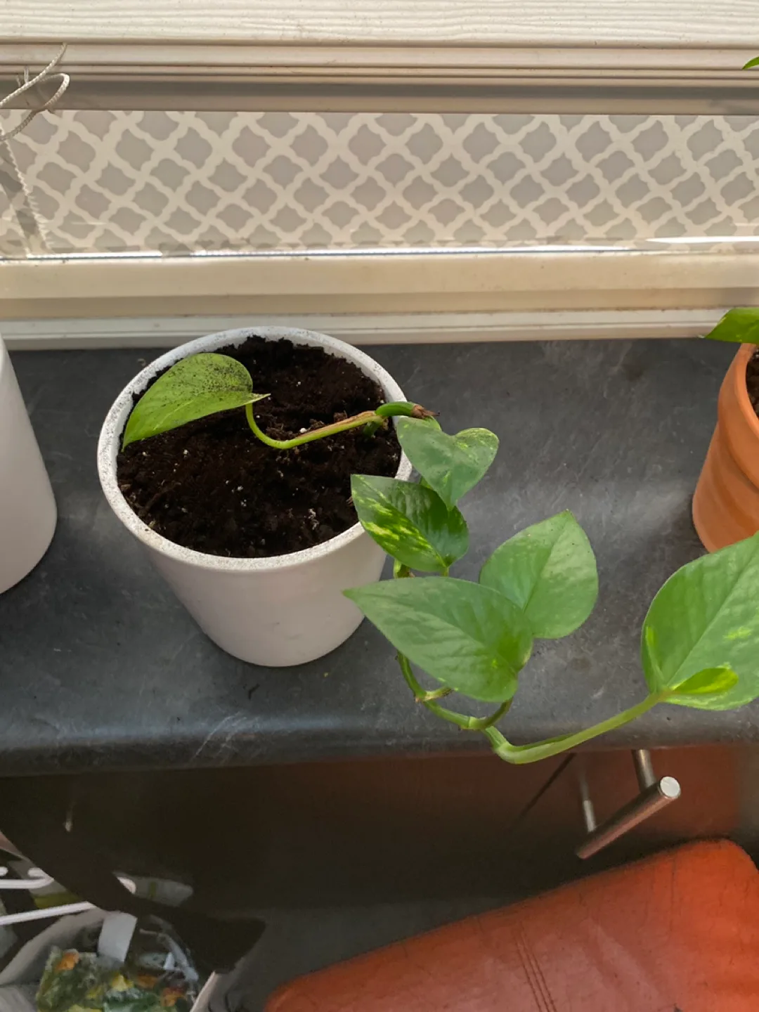 Golden Pothos Cutting in White Pot thumbnail