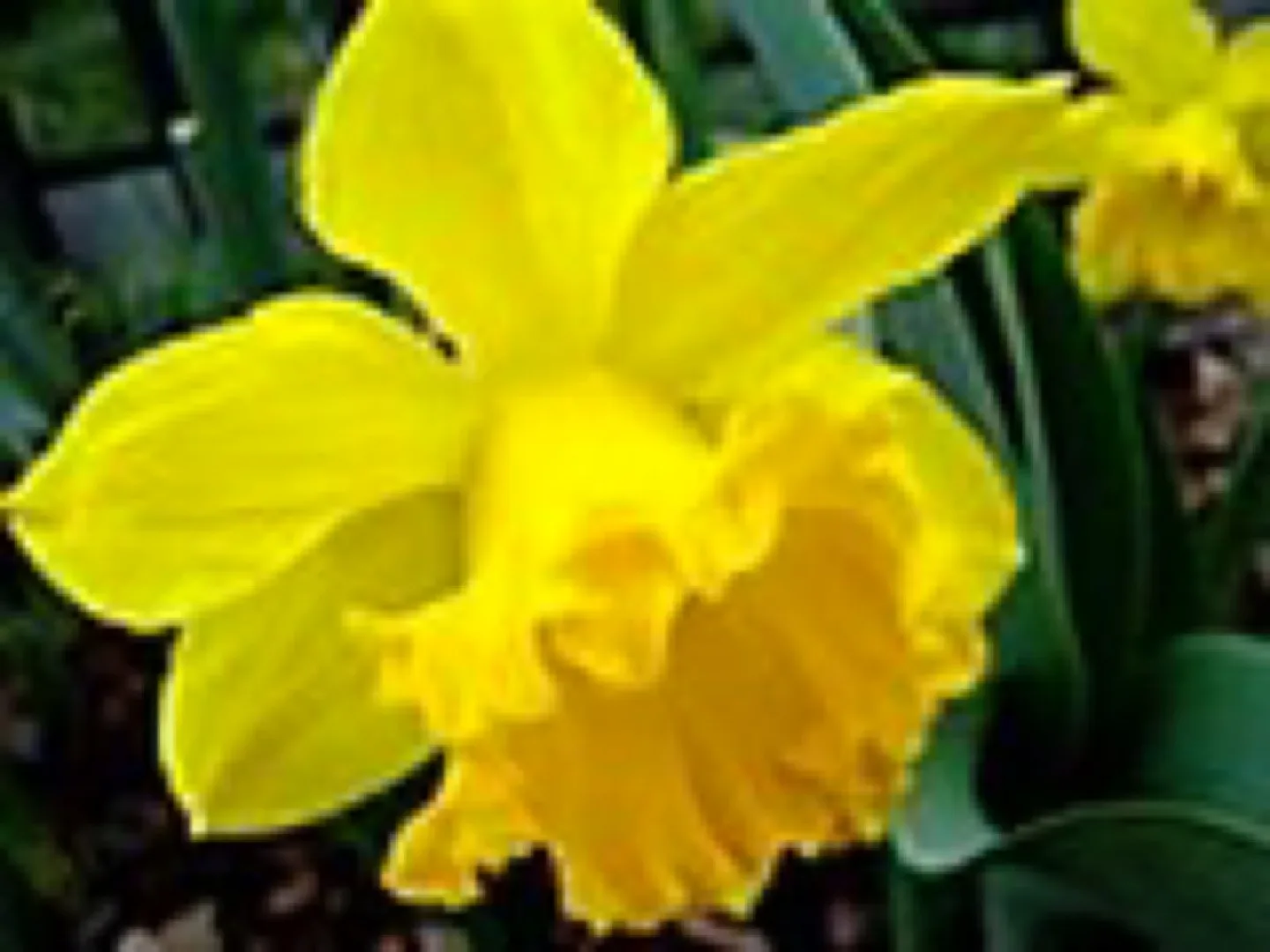 #freecycle Bright Yellow Daffodil Bulbs thumbnail